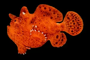 Camouflaged Sea Creatures Imprime: Frogfish