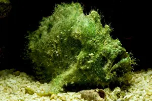 Tropical Reef Fish Imprime: Frogfish