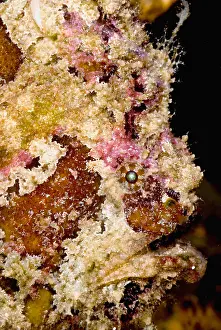 Tropical Reef Fish Imprime: Frogfish