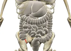 Gastrointestinal Tract Diagram Imprime: Gastrointestinal system with Appendix