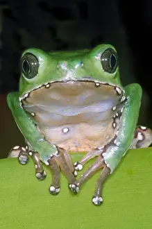 Amazon Rainforest Frogs Imprime: Giant Monkey Frog