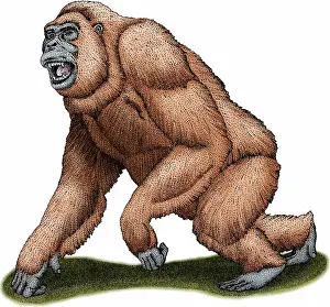Mammal Artwork Imprime: Gigantopithecus