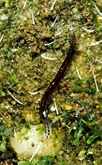 Invertebrate Animals Imprime: Glowworm