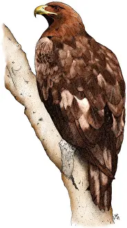 American Wildlife Art Imprime: Golden Eagle