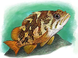 Marine Life Artwork Imprime: Gopher Rockfish