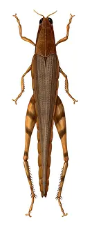 Insect Illustration Imprime: Grasshopper