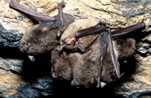 Endangered Mammals Imprime: Gray Bats