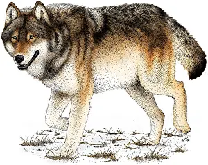 Gray Wolf Illustration Imprime: Gray or Timber Wolf