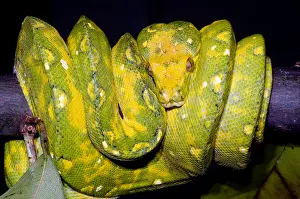 Green Tree Python Imprime: Green Tree Python