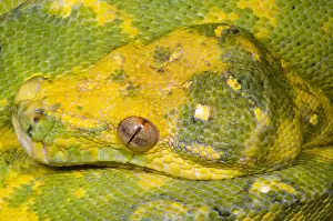 Green Tree Python Imprime: Green Tree Python
