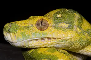 Green Tree Python Imprime: Green Tree Python