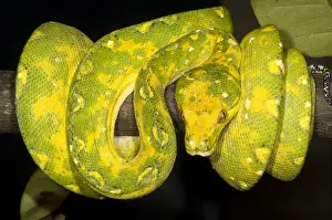 Green Tree Python Imprime: Green Tree Python