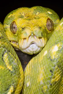 Constrictor Snakes Imprime: Green Tree Python