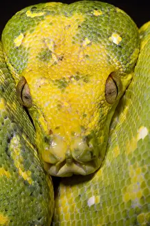 Green Tree Python Imprime: Green Tree Python