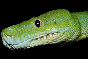 Green Tree Python Imprime: Green Tree Python (Morelia viridis)