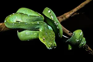 Green Tree Python Imprime: Green Tree Python (Morelia viridis)