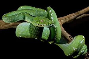 Green Tree Python Imprime: Green Tree Python (Morelia viridis)