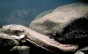 United States Fauna Imprime: Hellbender