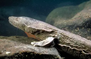 Wildlife Animals In Water Imprime: Hellbender