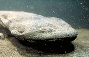 Amphibian Wildlife Images Imprime: Hellbender