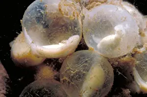 Aquatic Wildlife Images Imprime: Hellbender Eggs
