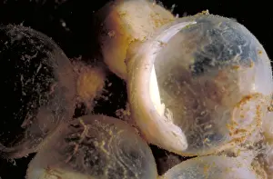 Nature Animal Photos Imprime: Hellbender Eggs