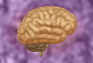 Cerebral Cortex Structure Imprime: Human Brain