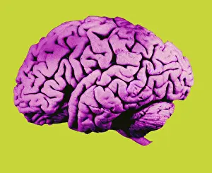Central Nervous System Diagram Imprime: Human Brain