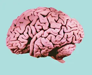 Human Nervous System Diagram Imprime: Human Brain