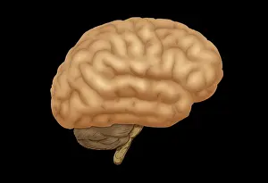 Cerebral Cortex Structure Imprime: Human Brain