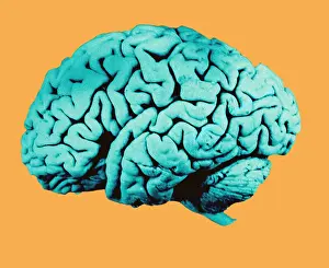 Cerebral Cortex Structure Imprime: Human Brain