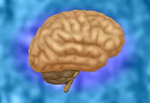 Central Nervous System Diagram Imprime: Human Brain