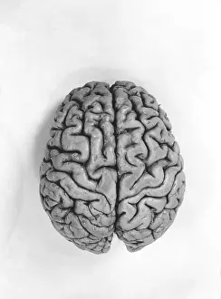 Brain Anatomy Images Imprime: Human Brain