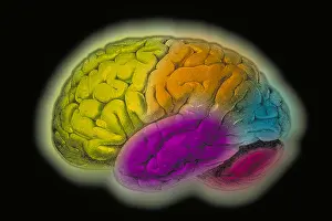 Human Brain Illustration Imprime: Human brain