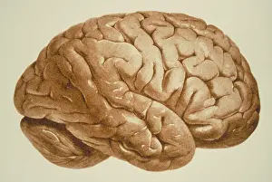 Human Brain Illustration Imprime: Human brain
