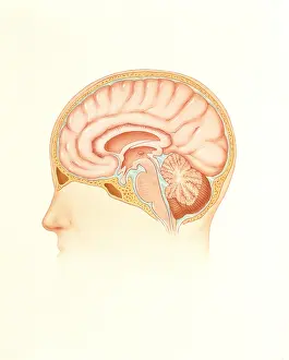 Human Brain Illustration Imprime: Human brain