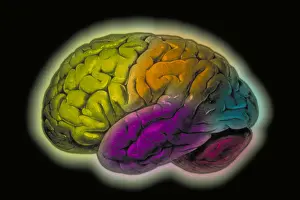 Human Brain Illustration Imprime: Human brain
