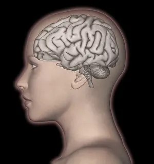 Human Nervous System Diagram Imprime: Human Brain