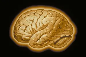 Human Brain Illustration Imprime: Human brain