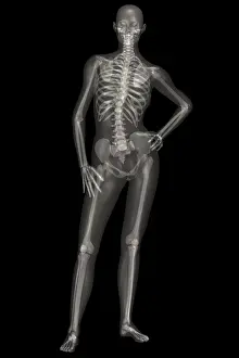 Human Skeleton Illustration Imprime: Human Skeleton
