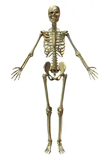 Human Bone Structure Imprime: Human Skeleton