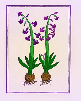 Greek Mythological Creatures Imprime: The Hyacinth