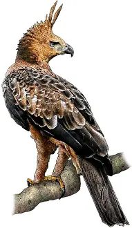 Tropical Rainforest Birds Imprime: Javan Hawk Eagle