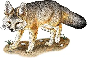 Mammal Illustrations Imprime: Kit Fox