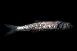 Sea Creatures Imprime: Lampfish