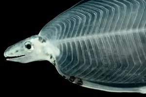Ocean Creatures Imprime: Larval Eel