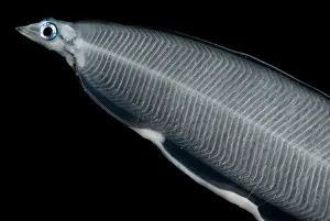 Impresión enmarcada : Pez larval Impresión enmarcada : Pez larval
