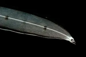 Deep Sea Creatures Imprime: Larval Eel