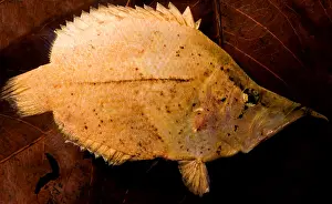 Camouflaged Fish Species Imprime: Leaf Fish