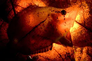 Camouflaged Fish Species Imprime: Leaf Fish